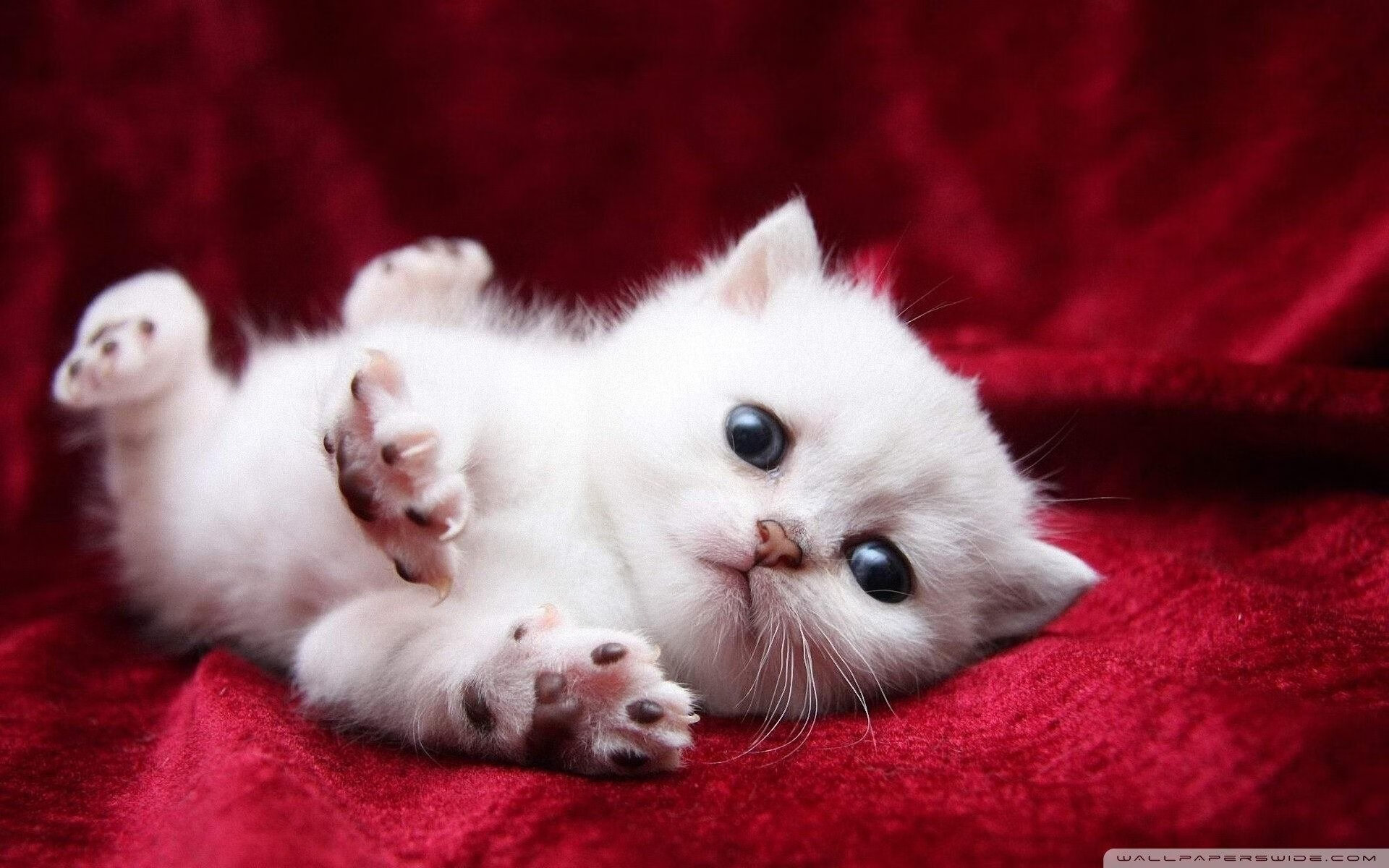 _运动员文化节:展现多元文化的体育盛事_,中国运动员文化