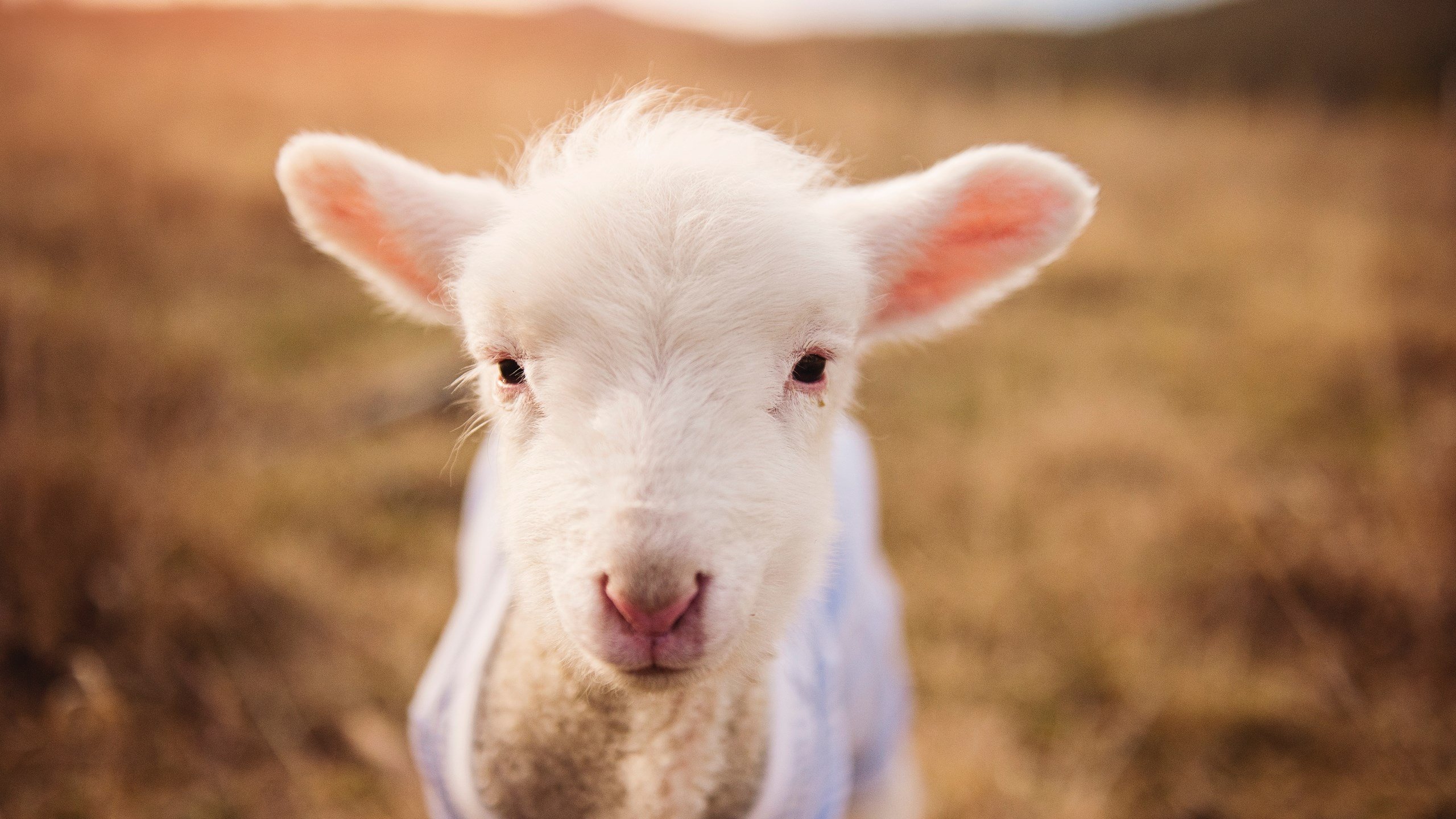 九游娱乐(jiuyou)官网-全国青少年“科技创新”篮球赛事在北京持续火热，推动行业新科技应用